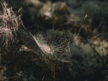 鱼种春季放养“六忌”_梧州特种养殖技术