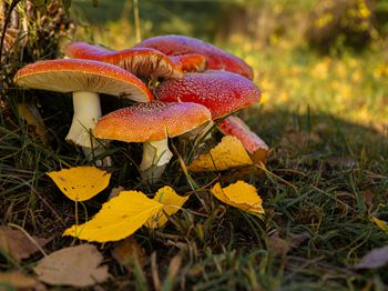 柑桔锈蜘蛛的化学防治_梧州特种养殖技术